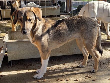 Stacy, zurückhaltende, liebe Hündin, die bis jetzt nur den Tierheimalltag kennt, 14 M, 45 cm