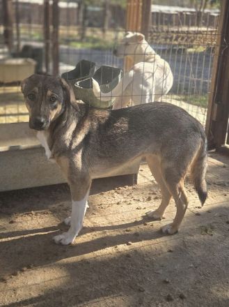 Stacy, zurückhaltende, liebe Hündin, die bis jetzt nur den Tierheimalltag kennt, 14 M, 45 cm