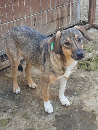 Stacy, zurückhaltende, liebe Hündin, die bis jetzt nur den Tierheimalltag kennt, 14 M, 45 cm