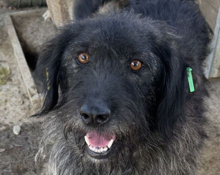 Tosca, freundlicher, neugieriger, gut gelaunter, kleiner schwarzer Wuschel, 3.5 J, 54 cm