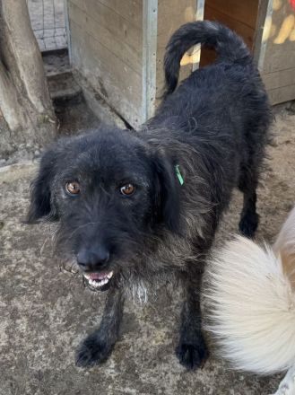 Tosca, freundlicher, neugieriger, gut gelaunter, kleiner schwarzer Wuschel, 3.5 J, 54 cm