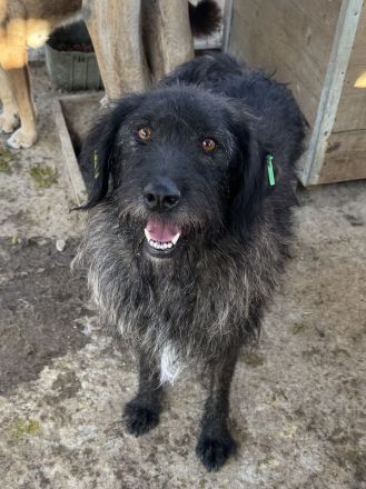 Tosca, freundlicher, neugieriger, gut gelaunter, kleiner schwarzer Wuschel, 3.5 J, 54 cm