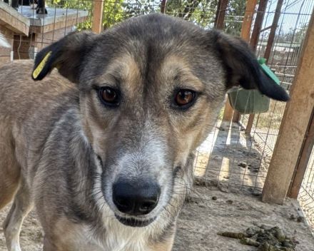 Tora, aufgeschlossene, verschmuste Junghündin auf der Suche nach ihrer Familie, 2 J, 56 cm