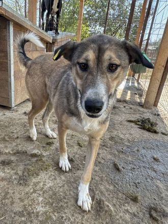 Tora, aufgeschlossene, verschmuste Junghündin auf der Suche nach ihrer Familie, 2 J, 56 cm