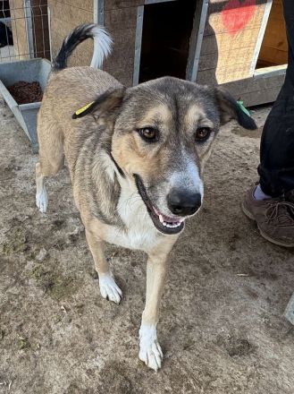 Tora, aufgeschlossene, verschmuste Junghündin auf der Suche nach ihrer Familie, 2 J, 56 cm