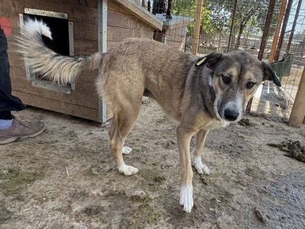Tora, aufgeschlossene, verschmuste Junghündin auf der Suche nach ihrer Familie, 2 J, 56 cm