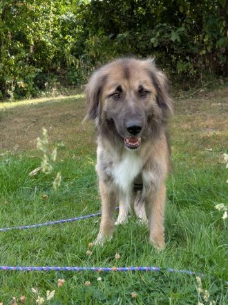 Truffles, großer, sanfter Herdi-Mix sucht einen treuen Freund fürs Leben, 6J, 58 cm