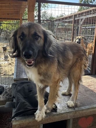 Truffles, großer, sanfter Herdi-Mix sucht einen treuen Freund fürs Leben, 3-4J, 59 cm