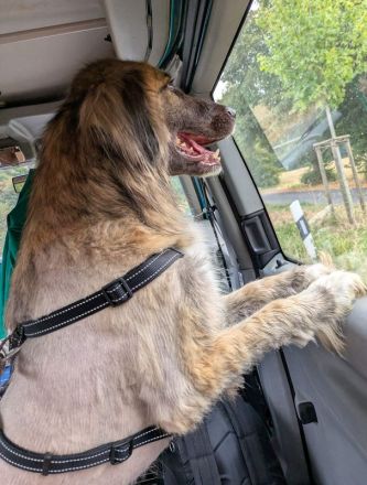 Truffles, großer, sanfter Herdi-Mix sucht einen treuen Freund fürs Leben, 6J, 58 cm