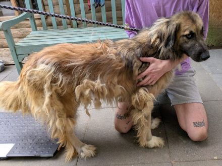Truffles, großer, sanfter Herdi-Mix sucht einen treuen Freund fürs Leben, 6J, 58 cm