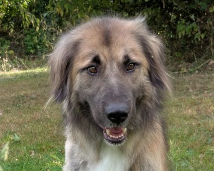 Truffles, großer, sanfter Herdi-Mix sucht einen treuen Freund fürs Leben, 6J, 58 cm