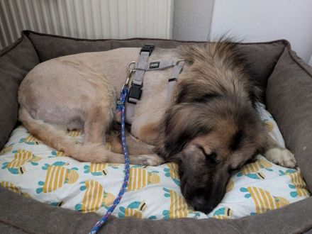 Truffles, großer, sanfter Herdi-Mix sucht einen treuen Freund fürs Leben, 6J, 58 cm