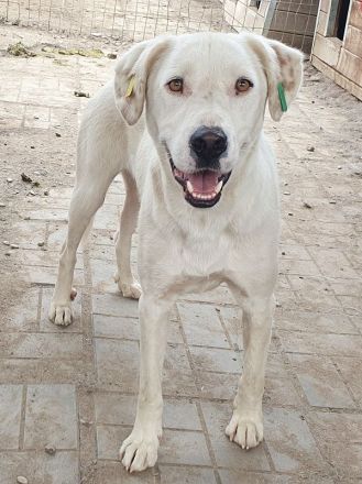 Willy, liebevoller Rüde sucht ein Zuhause, in dem er endlich zur Ruhe kommen darf, 3J, 57 cm