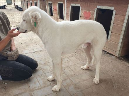Willy, liebevoller Rüde sucht ein Zuhause, in dem er endlich zur Ruhe kommen darf, 3J, 57 cm