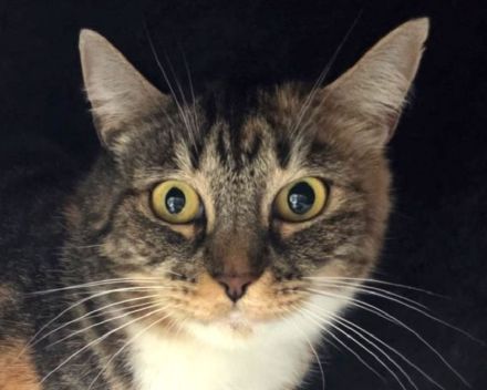 Rubia, 6-jährige hübsche, sanfte Katzendame, die Zeit und einfühlsame Menschen zum Aufblühen sucht