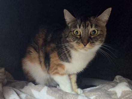 Rubia, 6-jährige hübsche, sanfte Katzendame, die Zeit und einfühlsame Menschen zum Aufblühen sucht