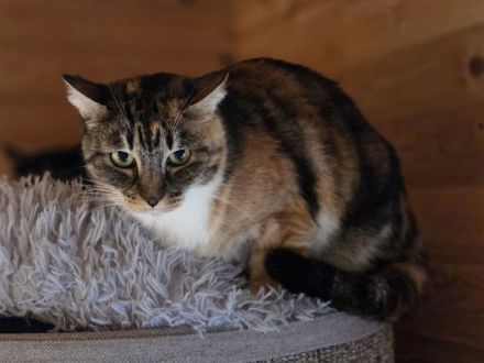 Rubia, 6-jährige hübsche, sanfte Katzendame, die Zeit und einfühlsame Menschen zum Aufblühen sucht