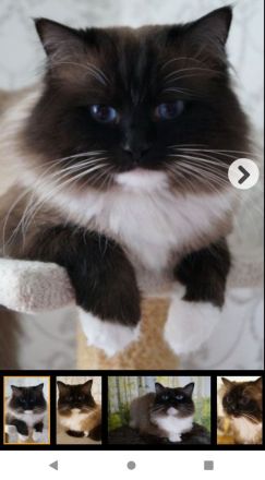 Ragdoll Katerchen