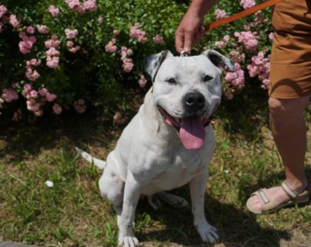Lavendel sucht ein Zuhause außerhalb von Deutschland