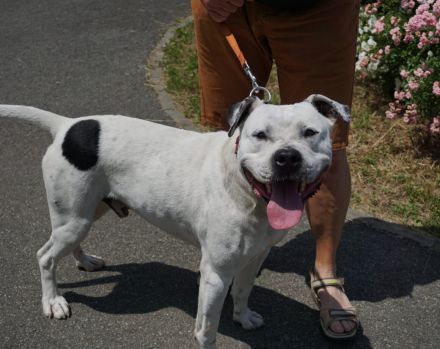 Lavendel sucht ein Zuhause außerhalb von Deutschland