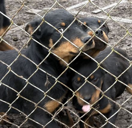 Rottweiler Welpen