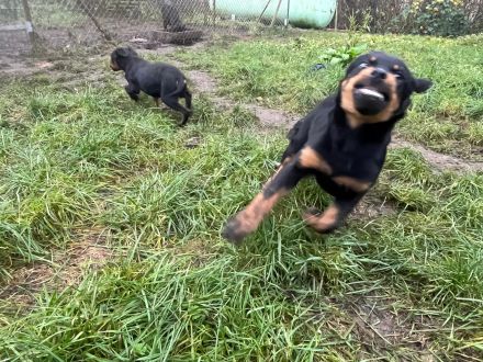 Rottweiler Welpen