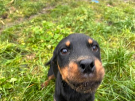 Rottweiler Welpen