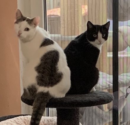 2 Kater suchen ein liebevolles gemeinsames Zuhause in Wohnungshaltung