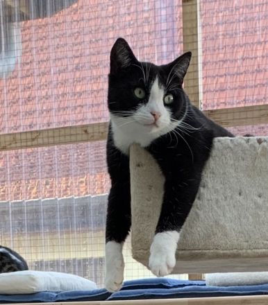 2 Kater suchen ein liebevolles gemeinsames Zuhause in Wohnungshaltung