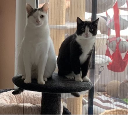 2 Kater suchen ein liebevolles gemeinsames Zuhause in Wohnungshaltung