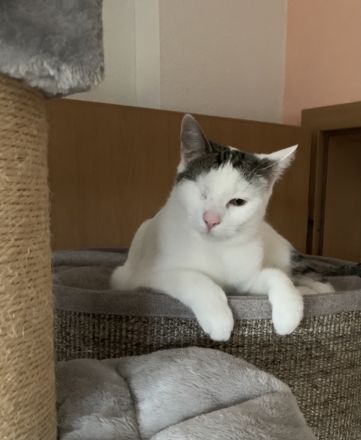2 Kater suchen ein liebevolles gemeinsames Zuhause in Wohnungshaltung