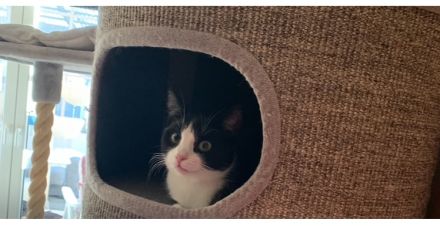 2 Kater suchen ein liebevolles gemeinsames Zuhause in Wohnungshaltung