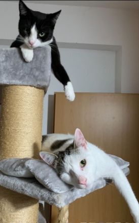 2 Kater suchen ein liebevolles gemeinsames Zuhause in Wohnungshaltung