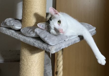 2 Kater suchen ein liebevolles gemeinsames Zuhause in Wohnungshaltung