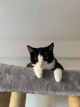 2 Kater suchen ein liebevolles gemeinsames Zuhause in Wohnungshaltung