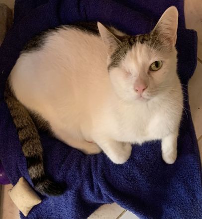 2 Kater suchen ein liebevolles gemeinsames Zuhause in Wohnungshaltung