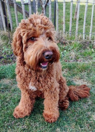 Deckrüde, Australian Labradoodle, rot, medium, HD, ED, ECVO untersucht, mit Ahnentafel
