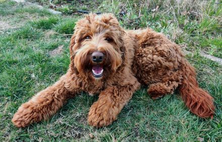 Deckrüde, Australian Labradoodle, rot, medium, HD, ED, ECVO untersucht, mit Ahnentafel