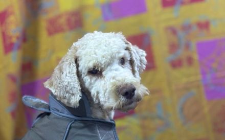 Bizzy sucht eine liebevolle Familie