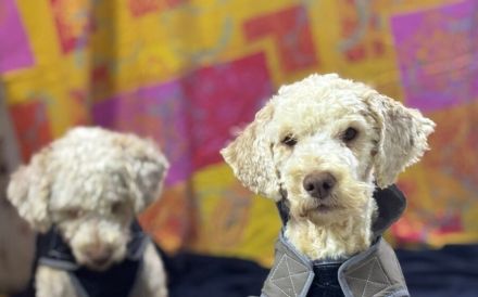 Bizzy sucht eine liebevolle Familie