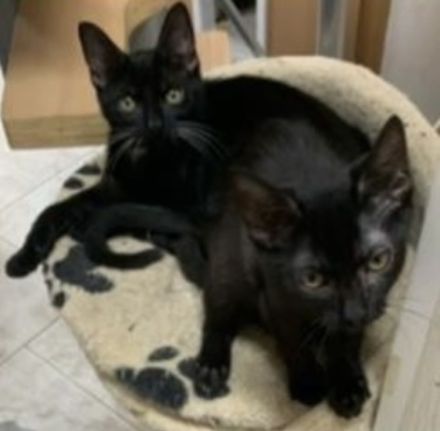 2 kleine Schätze ( Kater ) suchen ein liebevolles Zuhause in Wohnungshaltung mit vernetzten Balkon