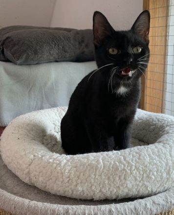 2 kleine Schätze ( Kater ) suchen ein liebevolles Zuhause in Wohnungshaltung mit vernetzten Balkon