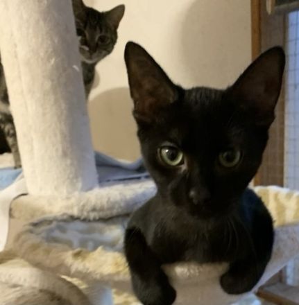 2 kleine Schätze ( Kater ) suchen ein liebevolles Zuhause in Wohnungshaltung mit vernetzten Balkon