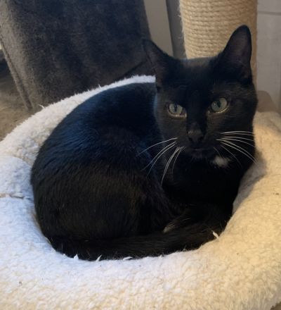 2 kleine Schätze ( Kater ) suchen ein liebevolles Zuhause in Wohnungshaltung mit vernetzten Balkon