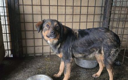 Hübsche Belli sucht geduldiges Zuhause