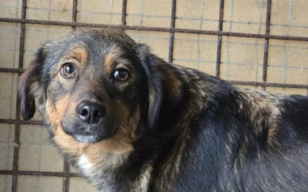 Hübsche Belli sucht geduldiges Zuhause