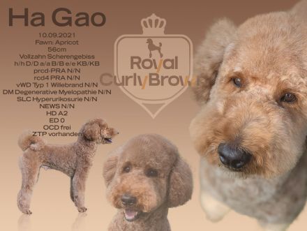 Deckrüde Großpudel mit ZTP