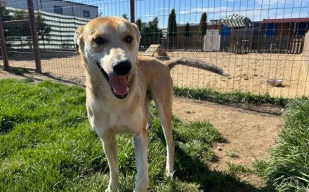 Sportlicher Hasi sucht Familienanschluss