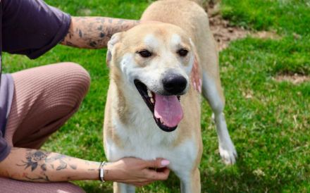 Sportlicher Hasi sucht Familienanschluss