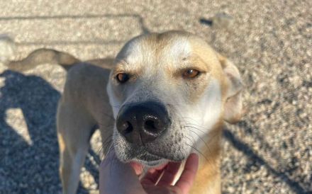 Sportlicher Hasi sucht Familienanschluss